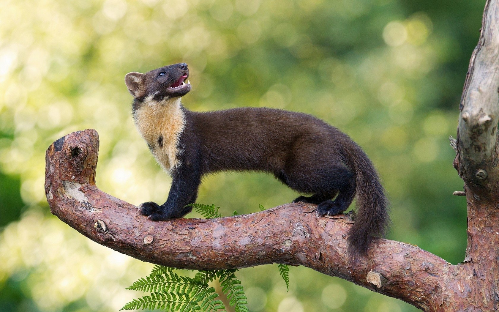 european pine marten european pine marten germany european pine marten scotland european pine marten ireland european marten european pine marten facts european pine marten uk