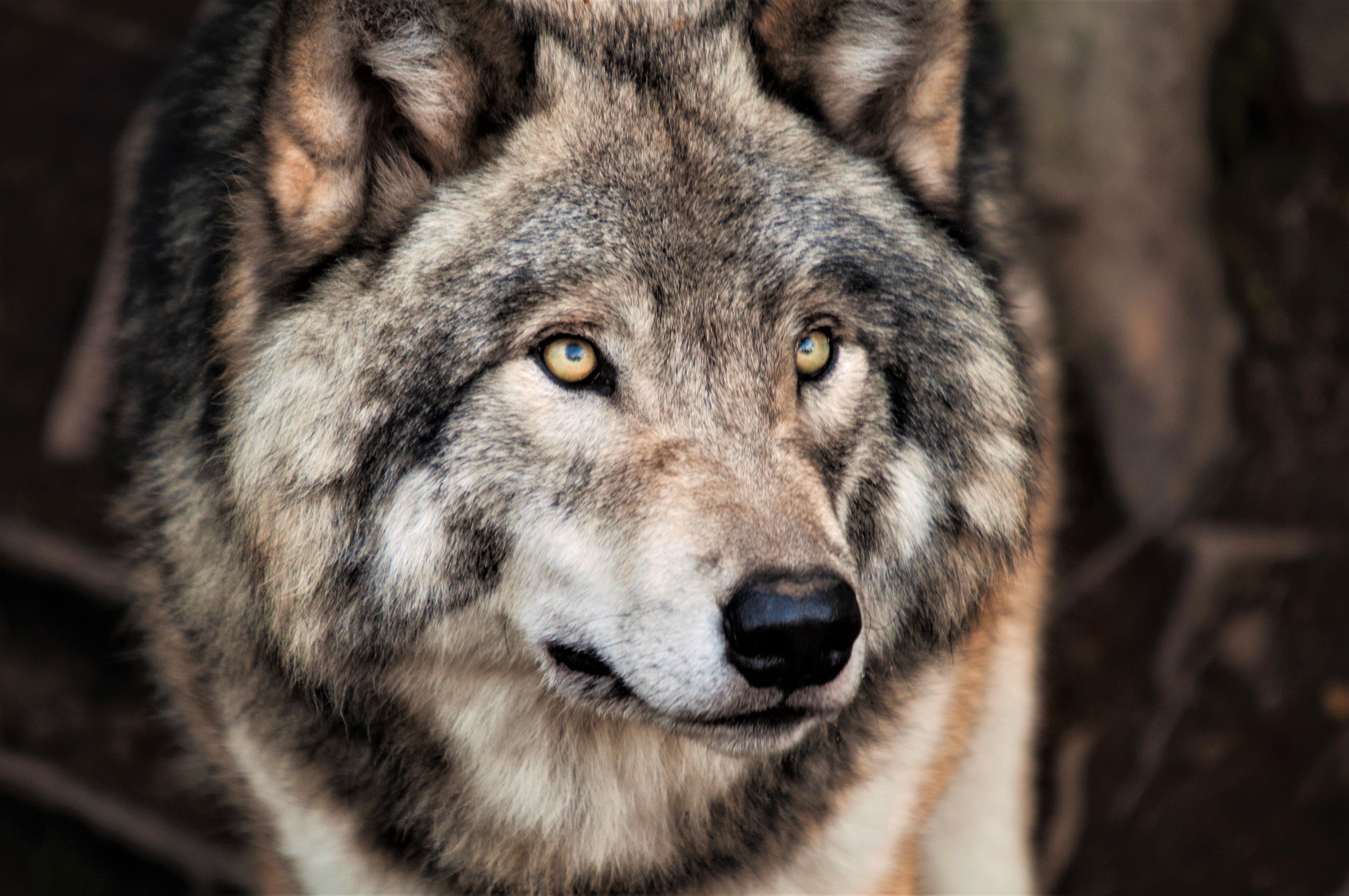 Grey Wolf Backgrounds