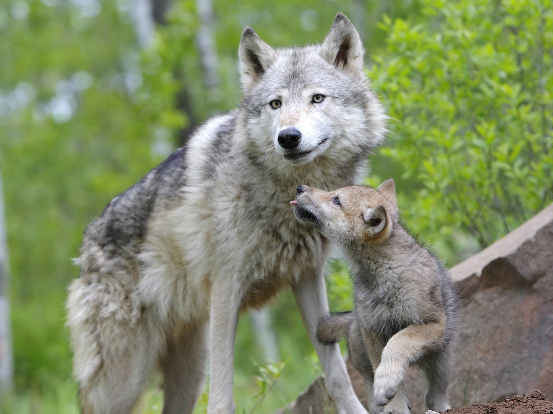 HD Wallpaper: Heartwarming Wolf Family