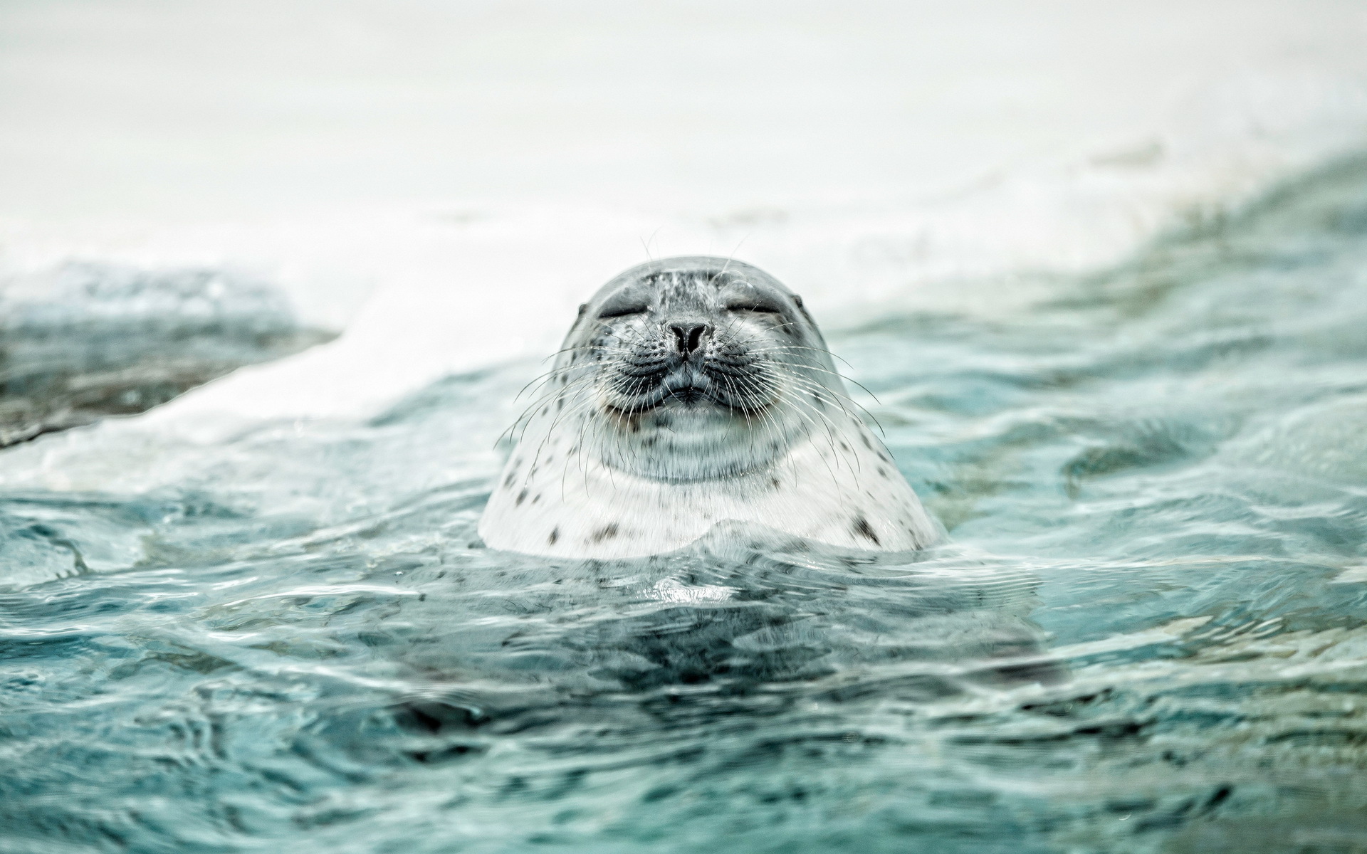 Seal Hd Wallpaper