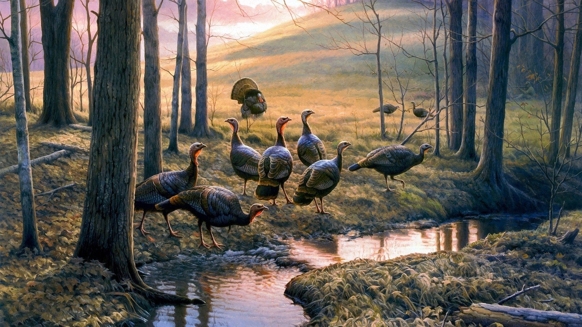 Turkey Hunting Backgrounds