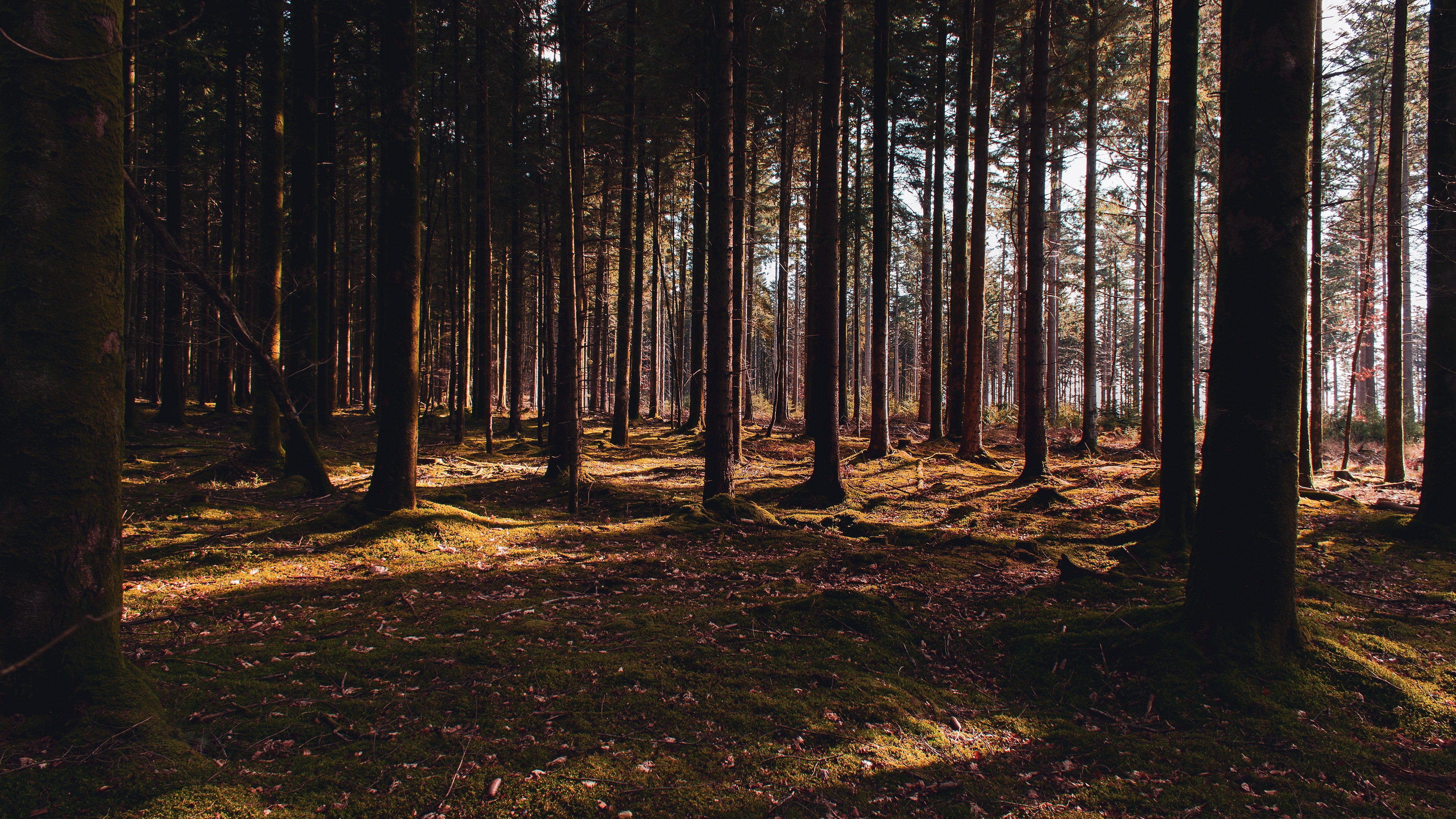 Pine Trees Forest 5k HD Nature 4k Wallpapers Images Backgrounds Photos  and Pictures