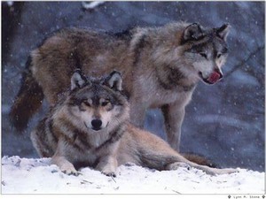 Beautiful Wolves 🐺 - Wolves Photo (43695821) - Fanpop