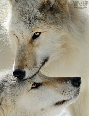 Wolves Images | Icons, Wallpapers and Photos on Fanpop