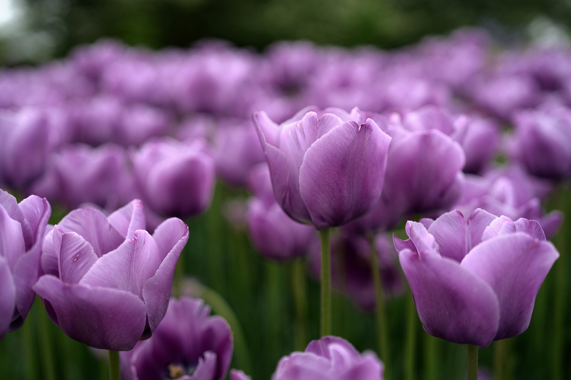 22+ Perfect Tulip Flower Hd Wallpaper Free Download | EWallpaperStock