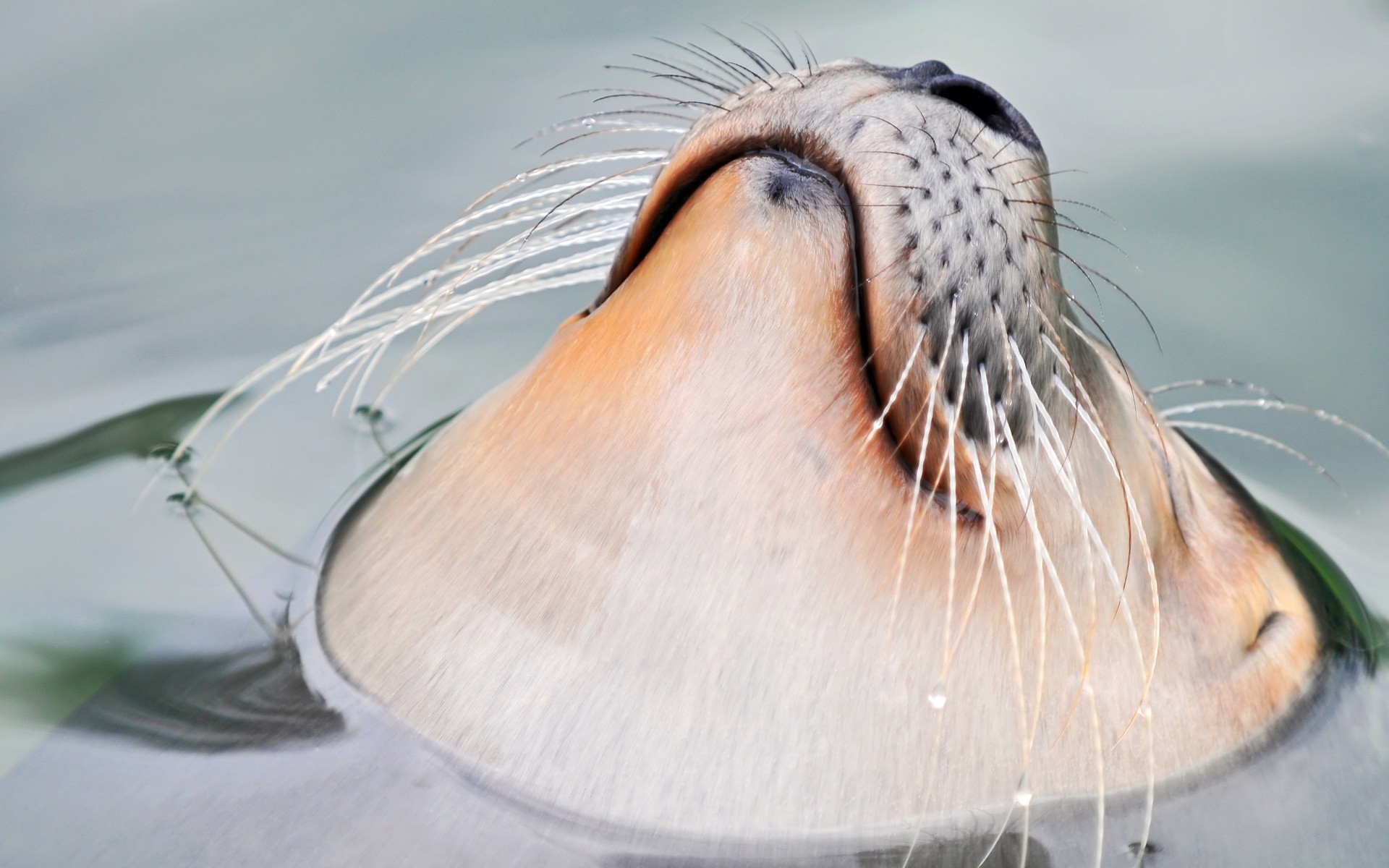 Seal Hd Wallpaper