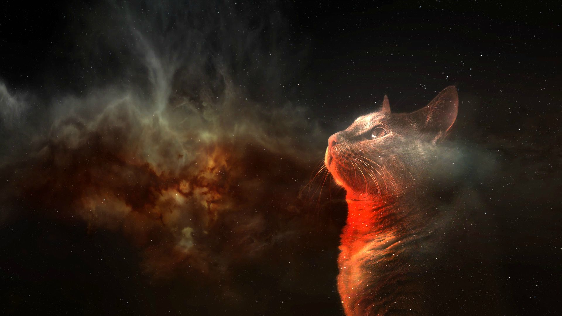 Space suit Wallpaper 4K Cat Asteroids Astronaut Stars 2483