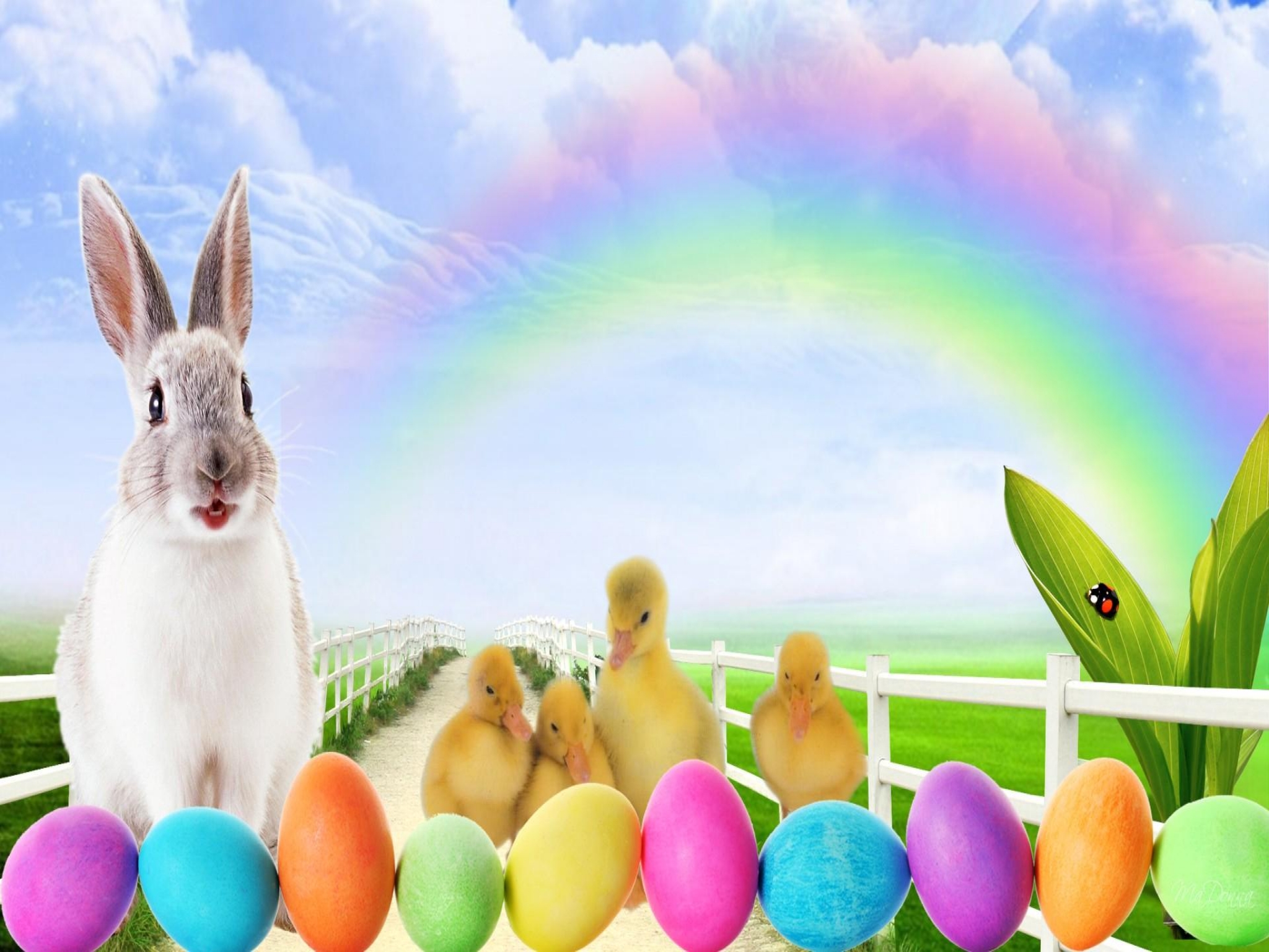 HD easter bunny wallpapers  Peakpx