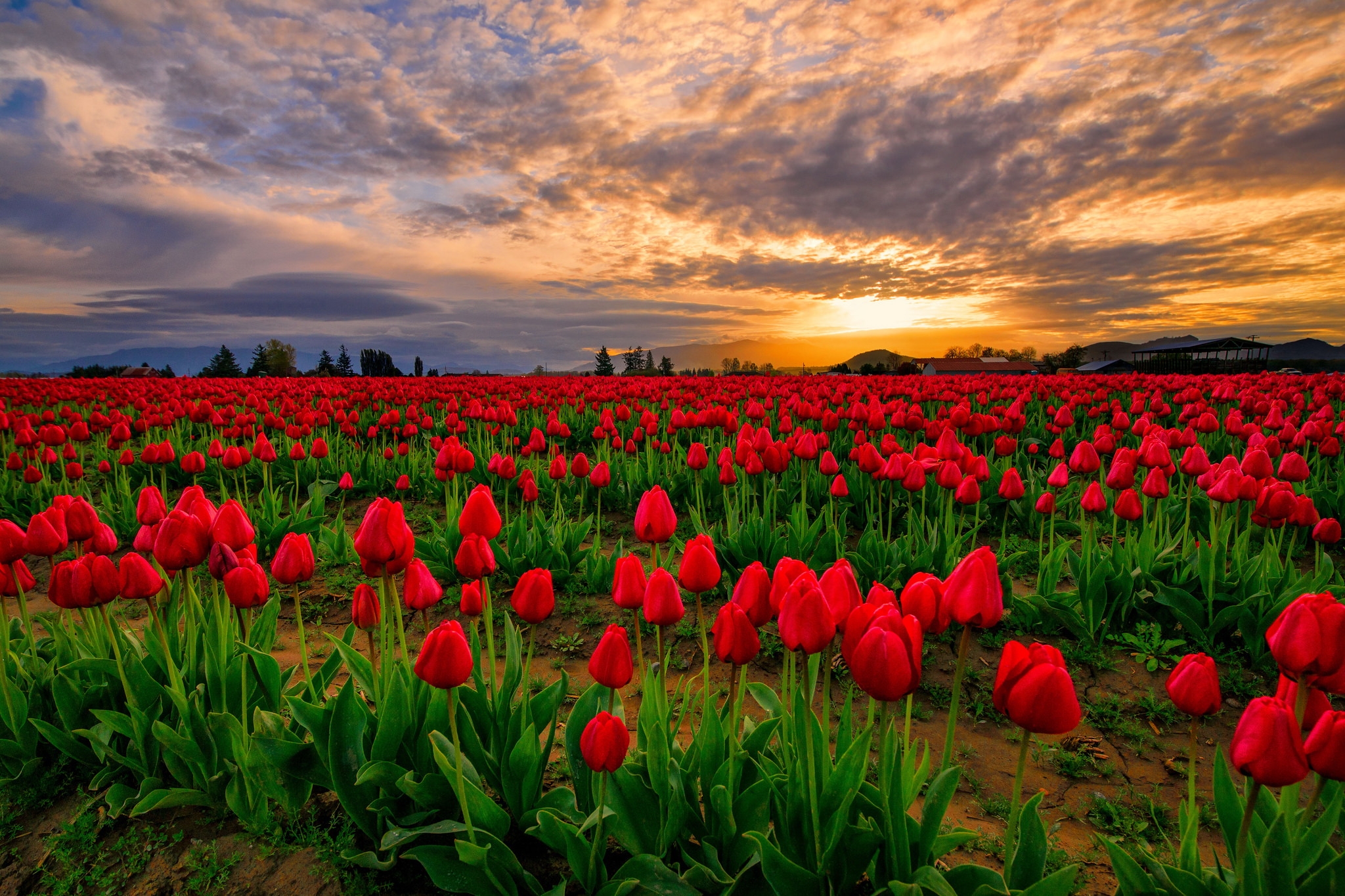 Field Of Red Tulips