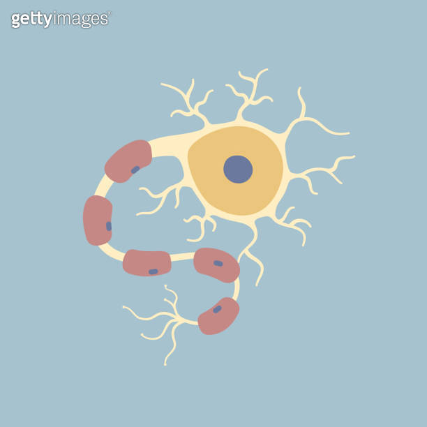 Human Brain neuron nerve cell. Synapses, myelin sheat, cell body ...