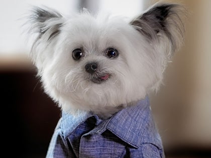 Norbert The Dog Wearing Clothes