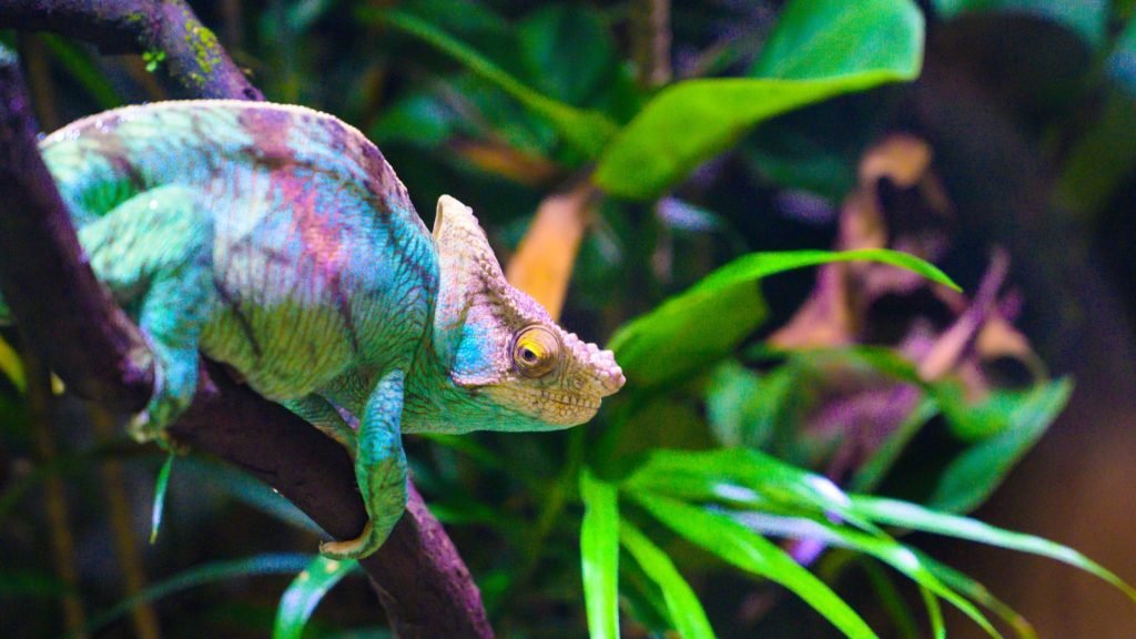 Chameleon Habitat