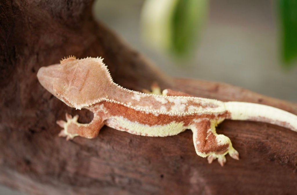 Pink Crested Geckos