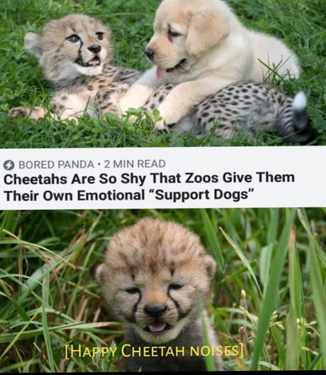 Happy cheetah noises - 9GAG