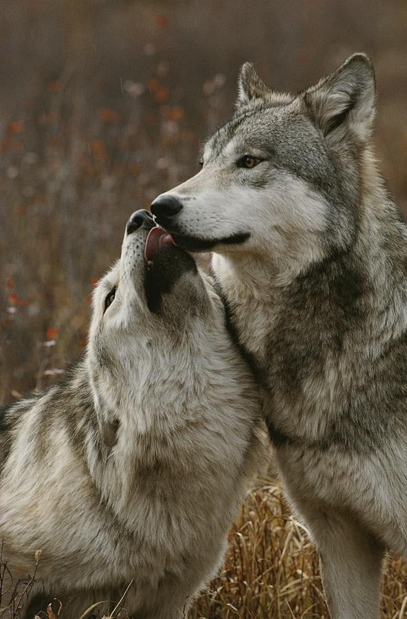 Wolf Pair - 9GAG