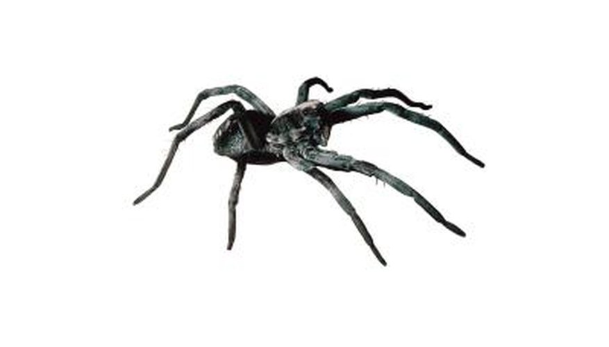 Wolf spiders have characteristics and habits.