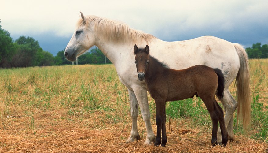 Horse mating is not as straight forward as you may think...