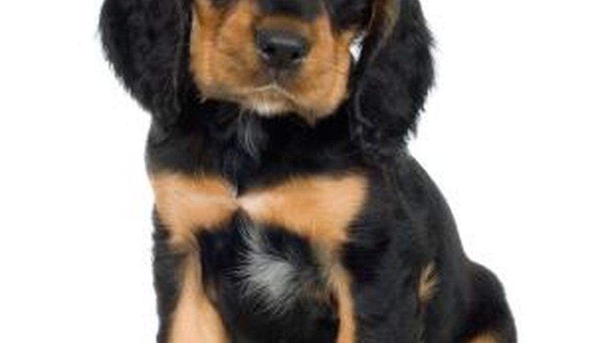 Rottweiler puppies with the white chest patch often make wonderful pets.