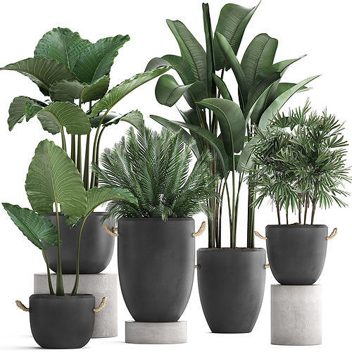 Collection of exotic palm trees in concrete pots 415 3D model