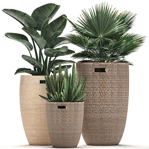 Decorative plants in flower pots for the interior 480 3D model