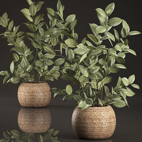 Decorative Ficus tree for the interior in basket 632 3D model