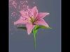 Lily flower rigged animated 3D model_1