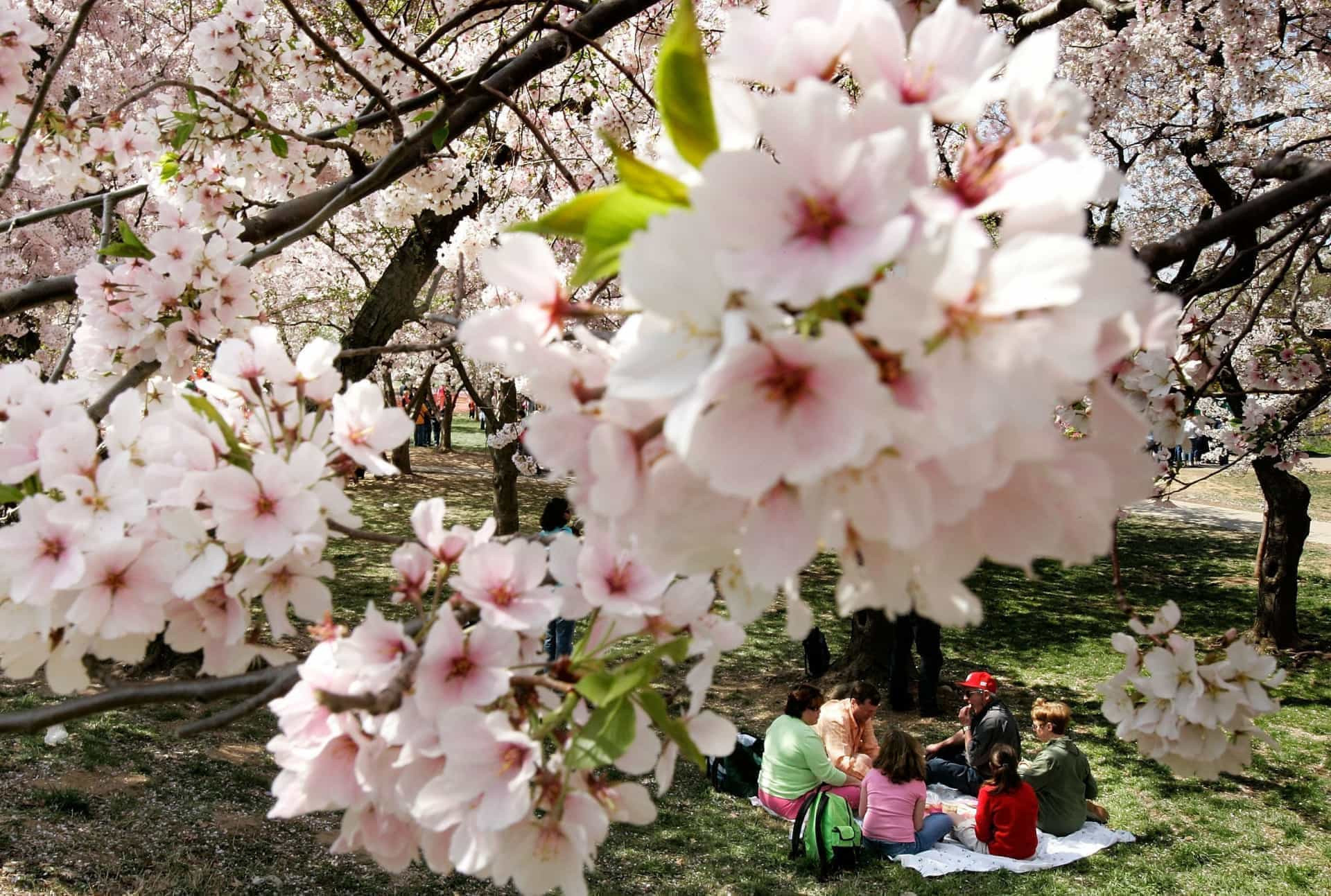 The beauty of spring around the world image.