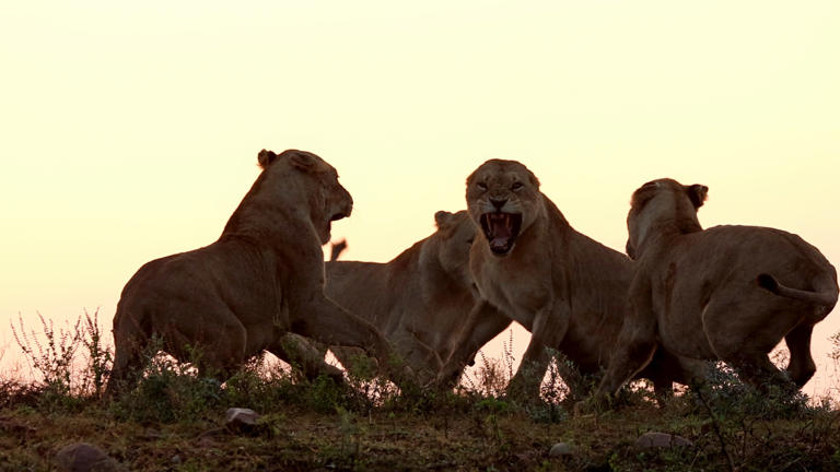 Dangerous African Animals at Night