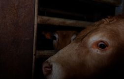 Des vaches décapitées vivantes dans un abattoir du Rhône