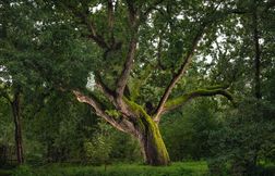 Voici où sont situés les trois plus beaux arbres de France