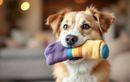 Pourquoi votre chien est-il obsédé par vos chaussettes ? Un mystère enfin élucidé !