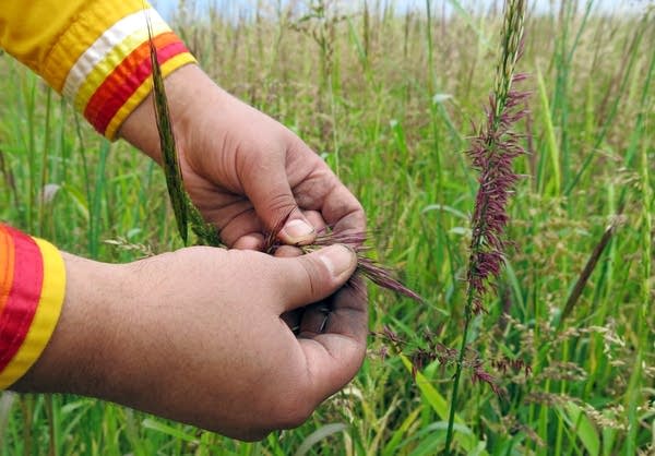 Red Lake cultivates 800 acres of wild rice.