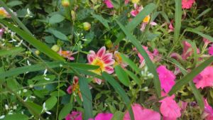 Natural pink flower bouquet