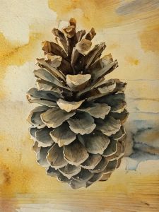 Pine tree cone in water colour