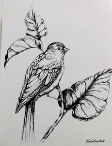 Bird Sketch