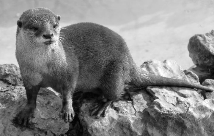 Black and White Otter Distracted - Creative Corner