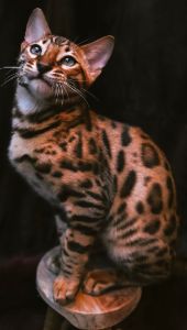 Perfect Pose Bengal Cat