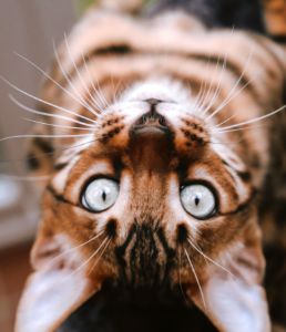 Funny Upside Down Bengal Cat