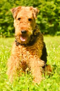 Beautiful Airedale Terrier