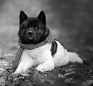 Black and White Akita Dog