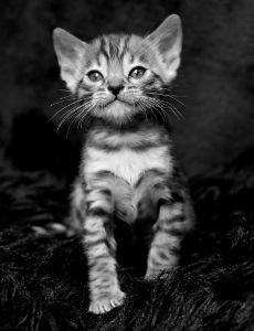 Black & White Version Bengal Kitten