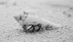 B & W Long Shell Hermit Crab