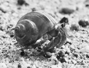 Black and White Little Hermit Crab