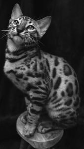 Perfect B & W Pose Bengal Cat