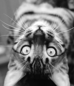 Funny B & W Upside Down Bengal Cat