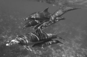 Happy B & W Dolphins Swimming