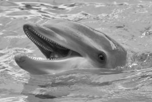 Happy Black and White Dolphin