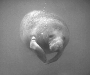 B & W Manatee Under Water