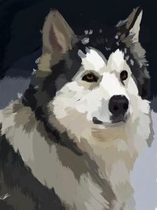 Siberian Husky