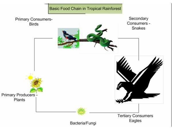 How the Tropical Rainforest Food Chain Works